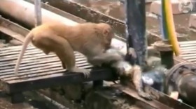 [VIDEO] Chú khỉ liều mình cứu bạn cạnh đường ray tàu hỏa