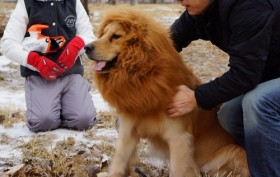 [VIDEO] Chó giả sư tử náo loạn công viên