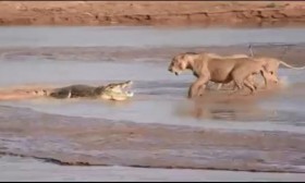 [VIDEO] Kịch tính cá sấu đại chiến 3 con sư tử