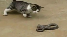 [VIDEO] Màn quyết chiến giữa mèo con và rắn