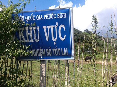 theo chan con bo tot si tinh o phuoc binh