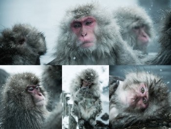 Ghé thăm hồ nước nóng của loài khỉ tuyết Nhật Bản