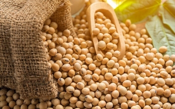 Nhóm sản phẩm đậu tương trên thế giới có thể tiếp tục đi ngang trong hôm nay