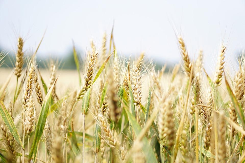 Nam Phi: Sản lượng lúa mỳ trong năm nay dự báo sẽ đạt mức 2.147 triệu tấn