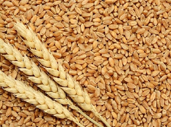 Ukranie: Dự kiến xuất khẩu lúa mì đạt gần 1 triệu tấn