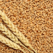 Ukranie: Dự kiến xuất khẩu lúa mì đạt gần 1 triệu tấn