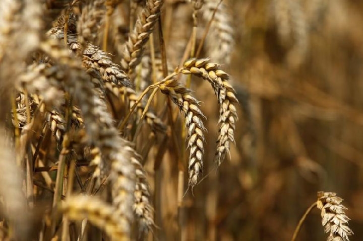 Đẩy mạnh sản xuất lúa mỳ durum của Nga sau khi giá lương thực tăng cao