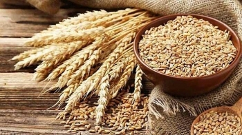 Giá nông sản ngày 3/12: Giá lúa mỳ dẫn đầu vì sao?
