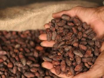 Giá nguyên liệu công nghiệp ngày 8/12: Giá cacao duy trì sắc đỏ
