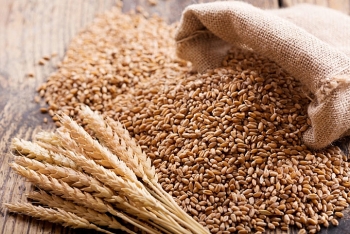 Giá nông sản ngày 9/12: Giá lúa mỳ giảm mạnh do sức ép giảm từ giá dầu