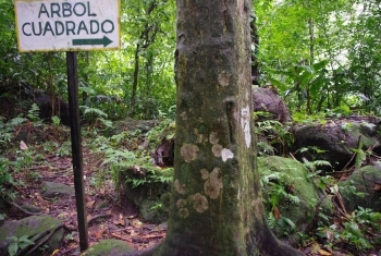 Vẻ đẹp kỳ bí của thung lũng "cây thân vuông" ở Panama