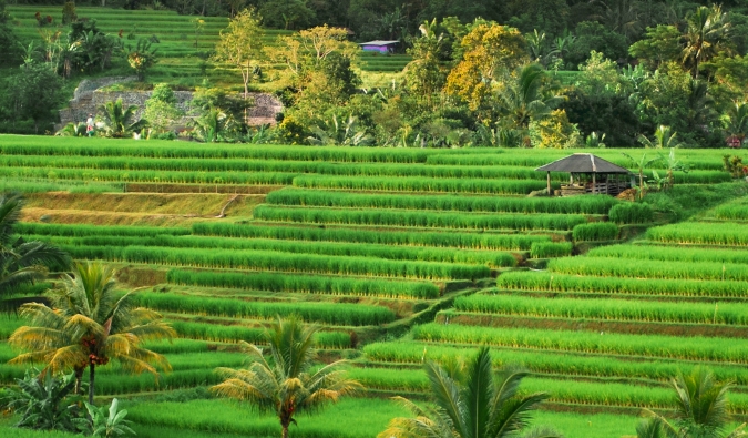 Việt Nam sở hữu 2 ruộng bậc thang đẹp nhất thế giới