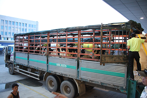 Vinamilk tiếp tục nhập bò sữa cao sản Úc về Việt Nam