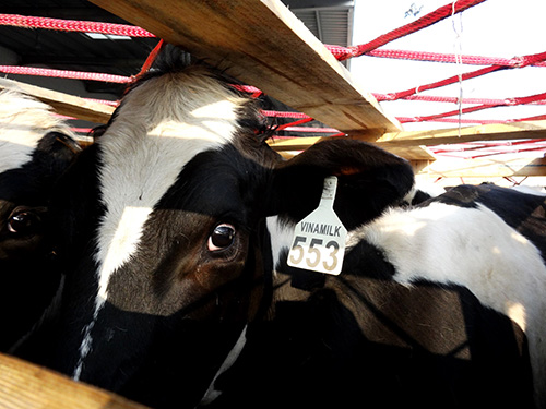Tiếp tục nhập bò sữa mang thai cao sản từ Úc về Việt Nam 