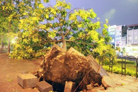 Hà Nội: Hàng loạt cây bị quật đổ sau trận mưa giông lớn