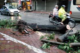 Hà Nội: Cây cối ngã rạp vì mưa to gió lớn
