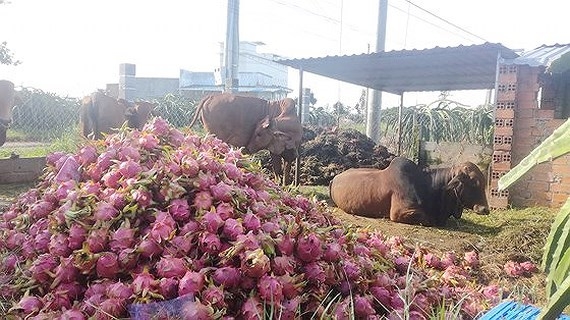 tin tuc kinh te ngay 139 quyet liet chong gian lan thuong mai