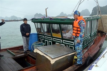 Quảng Ninh: Bắt giữ tàu chở cá giống lậu