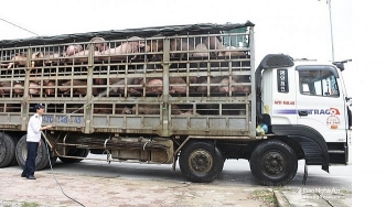 Dịch tả lợn châu Phi lan tới Nghệ An