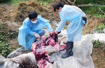 Thừa Thiên - Huế: Tiêu hủy 38 con lợn rừng nhiễm bệnh tả lợn châu Phi