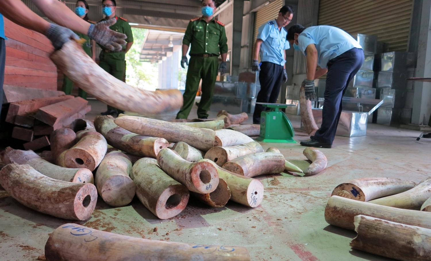 Bắt giữ hơn 9 tấn ngà voi nhập lậu