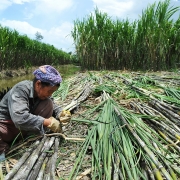 khoi thong dau tu dien sinh khoi viet nam