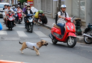 Long An: Tai nạn chết người vì tránh chó thả rông