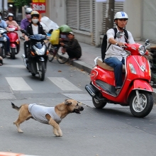 long an bat doi tuong co lenh truy na