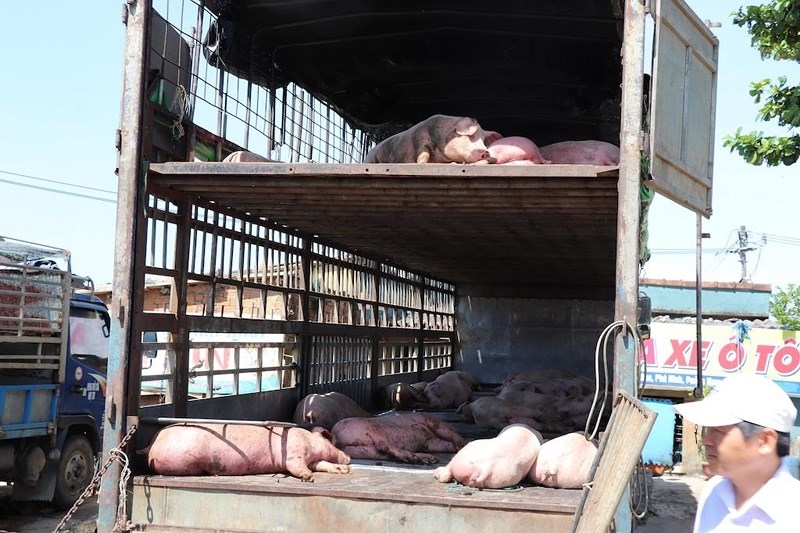 Quảng Nam: Bắt giữ một xe tải chở lợn nhiễm dịch tả trên đường đi tiêu thụ