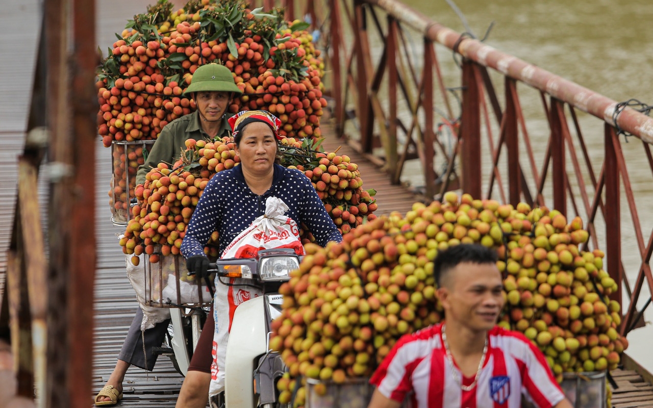 Chủ động đẩy mạnh tiêu thụ vải thiều Thanh Hà