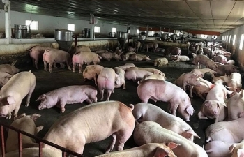 Dừng nhập khẩu thịt lợn và sản phẩm thịt lợn từ Hungary và Ba Lan