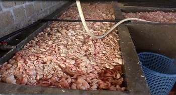 Phát hiện 20 tấn lòng lợn "bẩn" ở Quảng Ninh