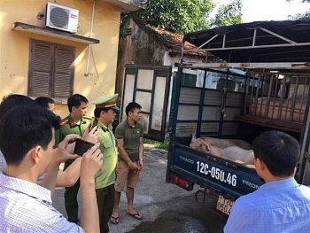 Lạng Sơn: Ráo riết ngăn chặn buôn lậu lợn không rõ nguồn gốc