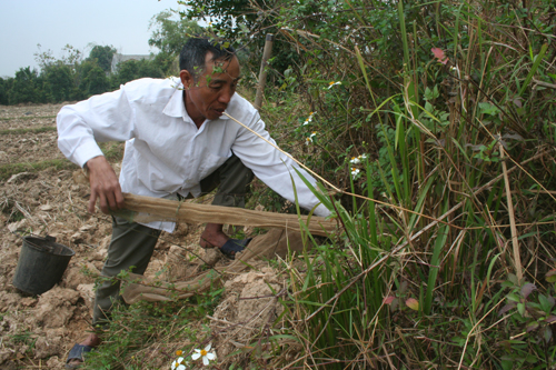 “Nghệ thuật” diệt… chuột đồng