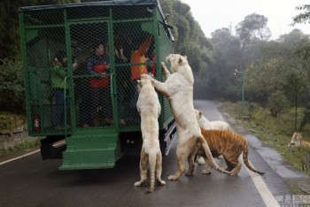 [Chùm ảnh] Công viên Trung Quốc ‘ném’ du khách cho thú dữ