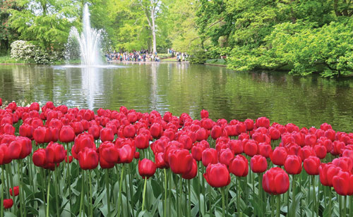 “Vườn địa đàng” trồng toàn hoa tulip…