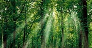 Nghiên cứu, xử lý thông tin phản ánh về tín chỉ carbon rừng