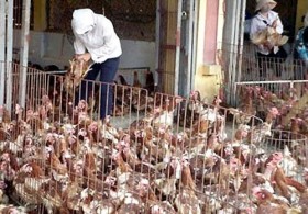 Thịt gà nhiễm độc lại tràn vào Việt Nam