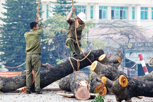 Bài học từ vụ thảm sát cây xanh