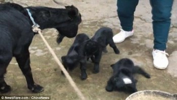 Kỳ dị cừu 2 đầu chào đời ở Trung Quốc