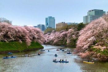Đẹp mê hồn sắc hoa anh đào nở rộ trên đất Nhật Bản