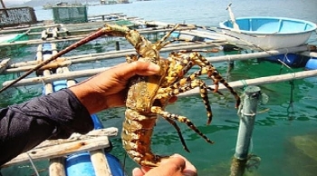 Nghiên cứu, đánh giá việc hợp tác với Indonesia trong lĩnh vực thủy sản
