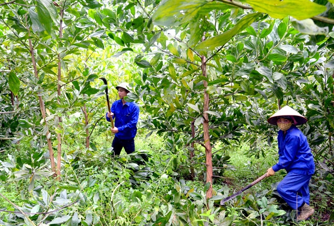 Tuyên Quang phấn đấu là điển hình về phát triển kinh tế lâm nghiệp