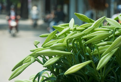 Hoa loa kèn khoe sắc trên đường phố Hà Nội