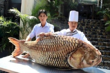 Cá hô ‘khủng’ 119 kg bắt tại Campuchia được đưa về Sài Gòn