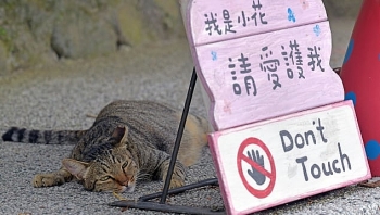Ghé thăm ngôi làng mèo ở Đài Loan