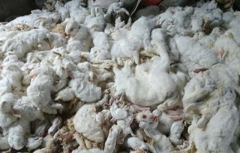 Phải bồi thường 65.000 USD vì khiến cho hơn 10.000 con thỏ lăn ra chết