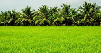 Điều kiện, thủ tục chuyển mục đích sử dụng đất lúa, đất rừng tại 4 tỉnh, thành phố