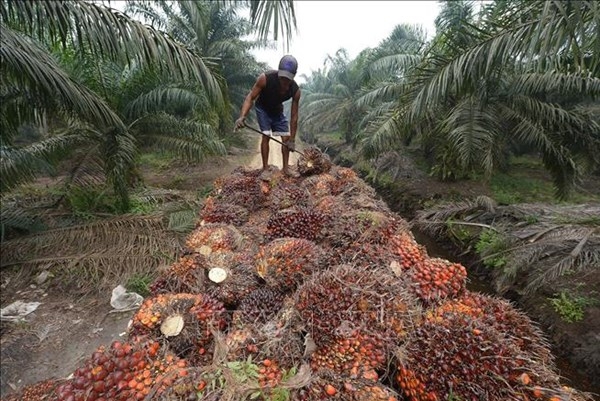 Tin tức kinh tế ngày 25/4: Indonesia cấm xuất khẩu dầu ăn, Bộ Công thương chỉ đạo khẩn