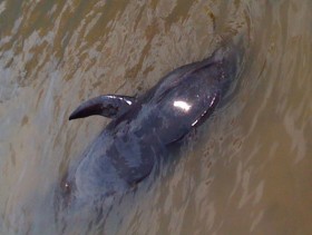 Quảng Bình: Giải cứu cá voi nặng 1,5 tạ bị mắc cạn